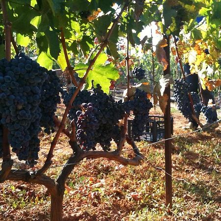 Vineyard Country House With Panoramic Seaview Alexandroupolis Exteriör bild